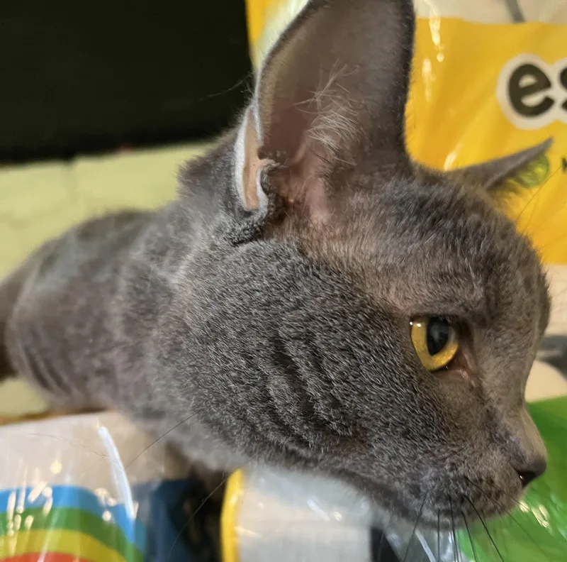 Reese thumbnail 3