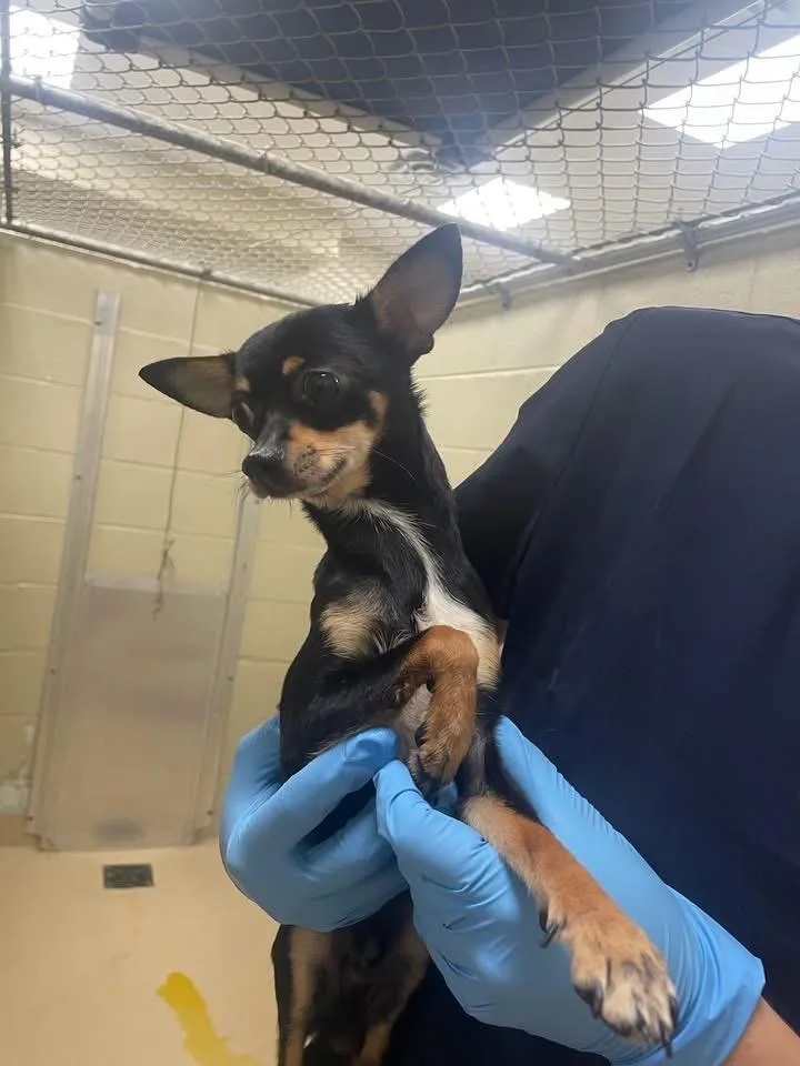 A young small-sized male Chihuahua dog named Willy for adoption in Winder, GA