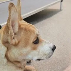 Peaches thumbnail 4