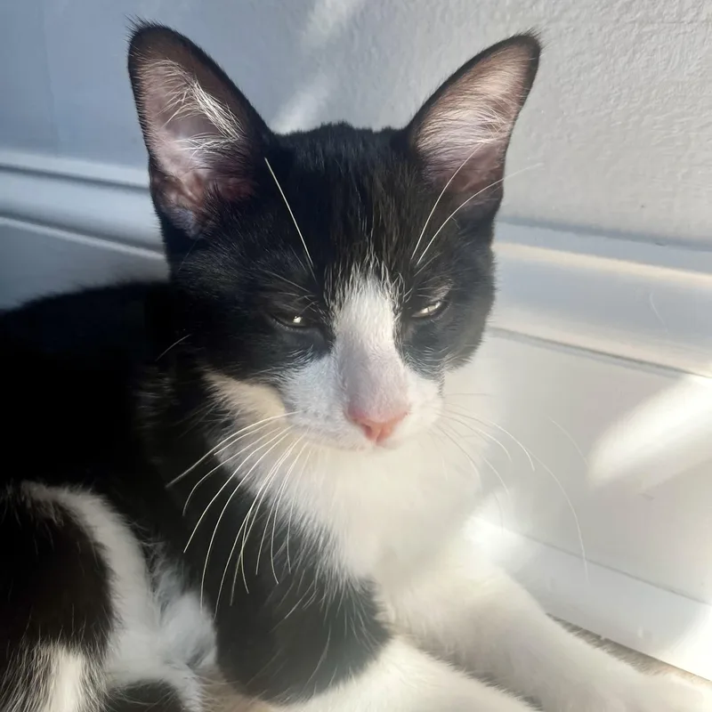 A baby medium-sized male Black & White / Tuxedo Tuxedo cat named Willie for adoption in Woodbridge, VA