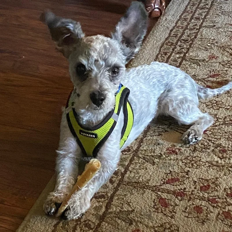 An adult small-sized male West Highland White Terrier / Westie dog named Yeti for adoption in Sonoma, CA