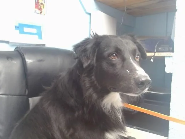 An adult medium-sized male Border Collie dog named Twizzler for adoption in Albuquerque, NM