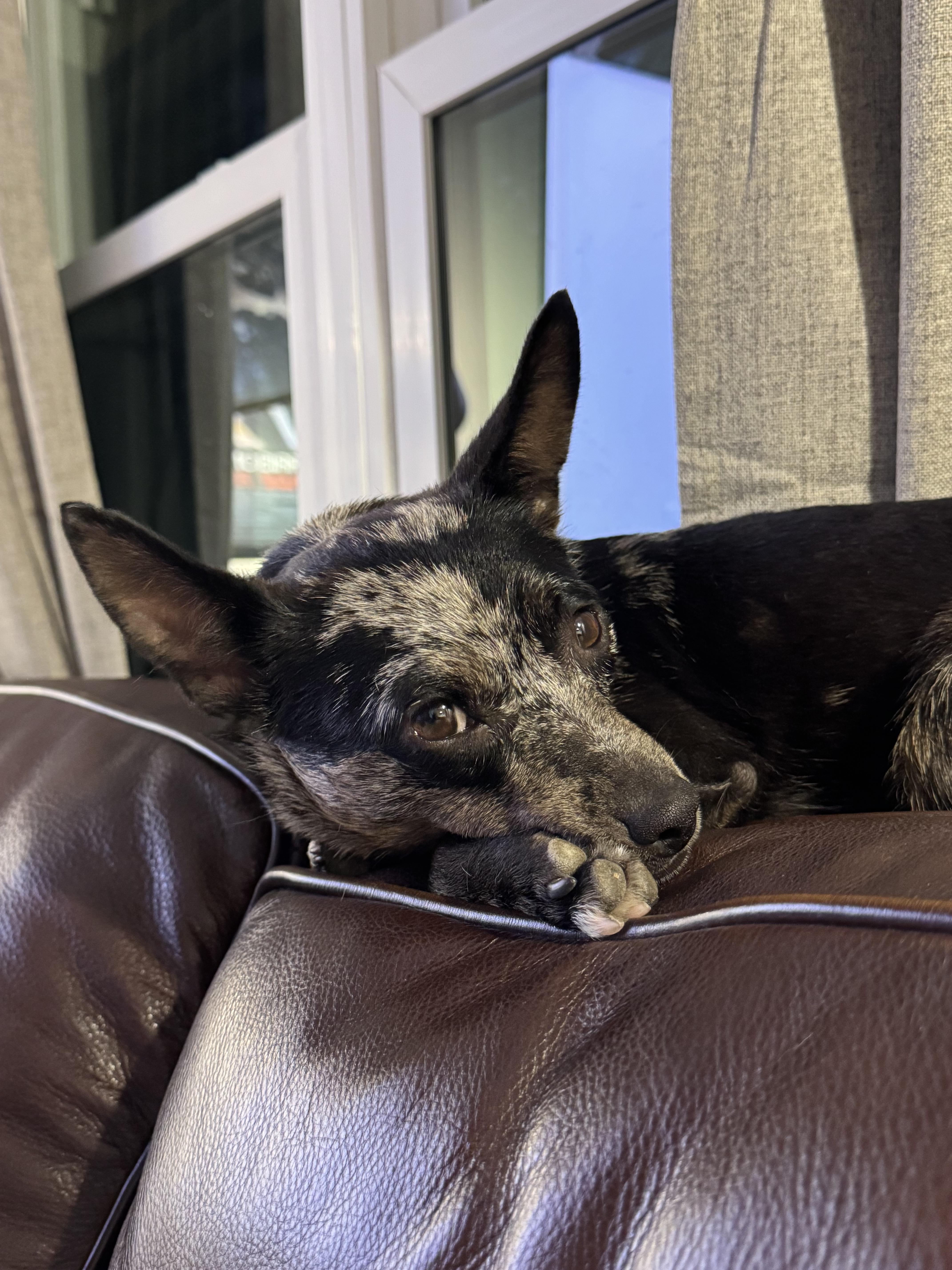 A young small-sized female Australian Cattle Dog / Blue Heeler dog named Brandy for adoption in Pflugerville, TX
