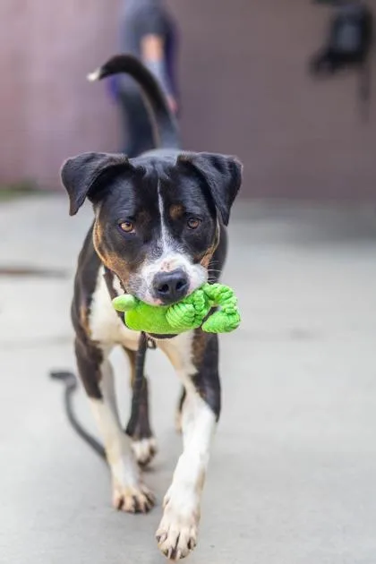 An adult large-sized male Mixed Breed dog named Dig Dug for adoption in Chamblee, GA