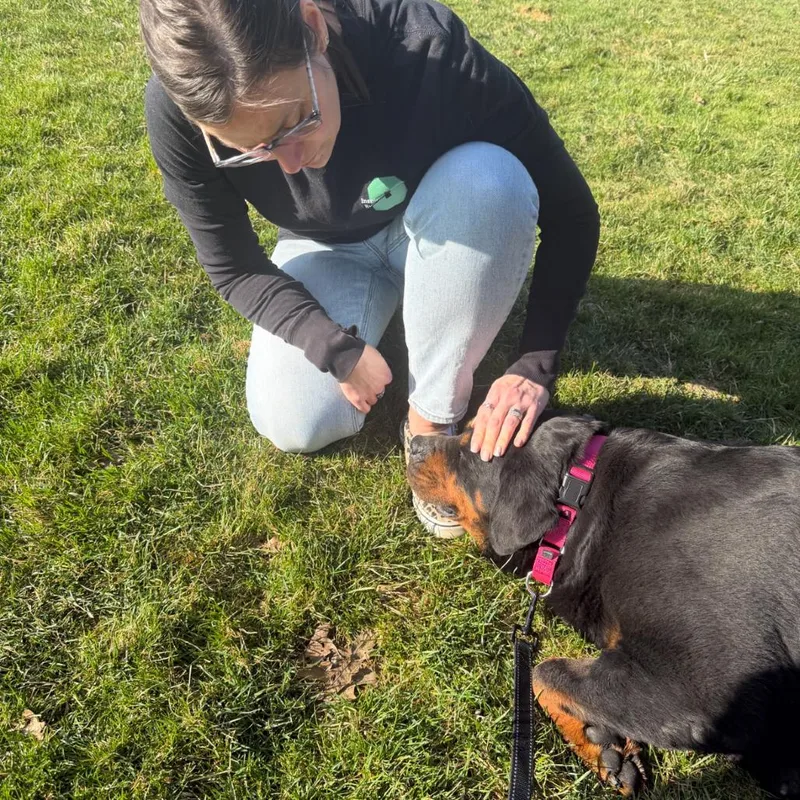 An adult extra large-sized female Black Rottweiler dog named Ann for adoption in Columbia Station, OH