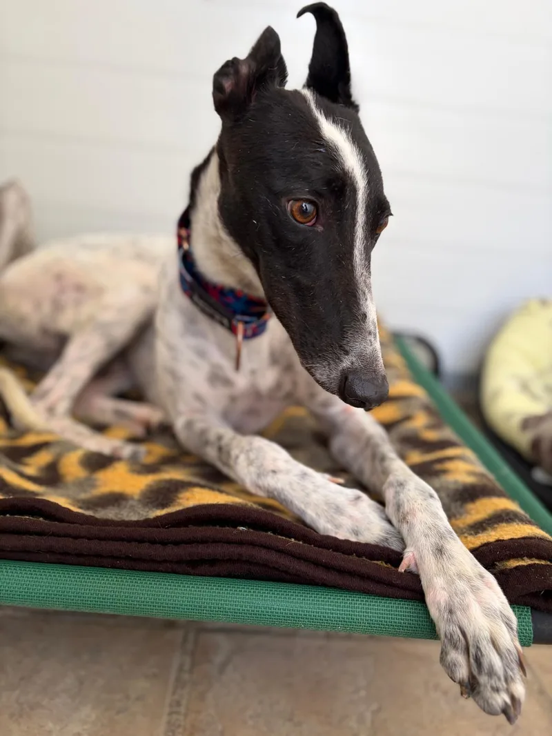 A young medium-sized female Greyhound dog named Shauna for adoption in Winter Park, FL