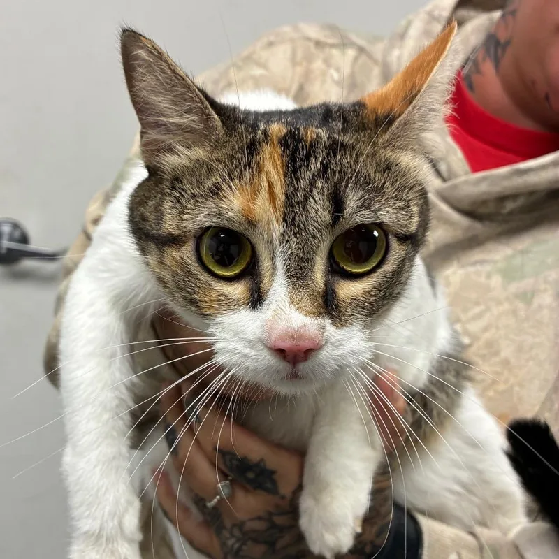A young medium-sized female Calico Domestic Short Hair cat named Cara for adoption in Birmingham, AL