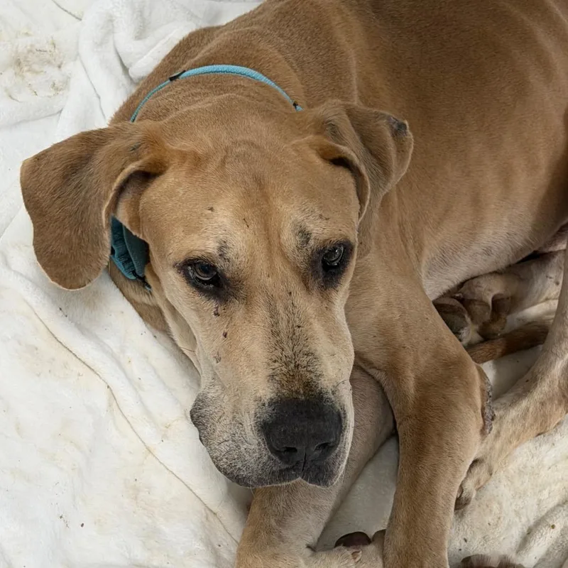 A senior extra large-sized male Yellow / Tan / Blond / Fawn Great Dane dog named Moose for adoption in Marshall, TX