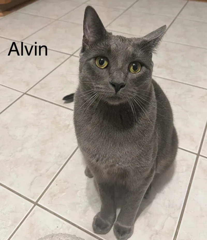 A young large-sized male Gray / Blue / Silver Russian Blue cat named Alvin for adoption in Buffalo, NY