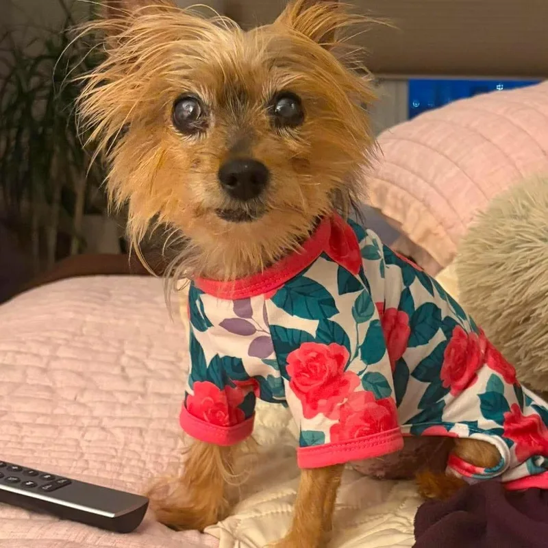 An adult small-sized female Yorkshire Terrier dog named Dottie Princessa for adoption in Long Island City, NY