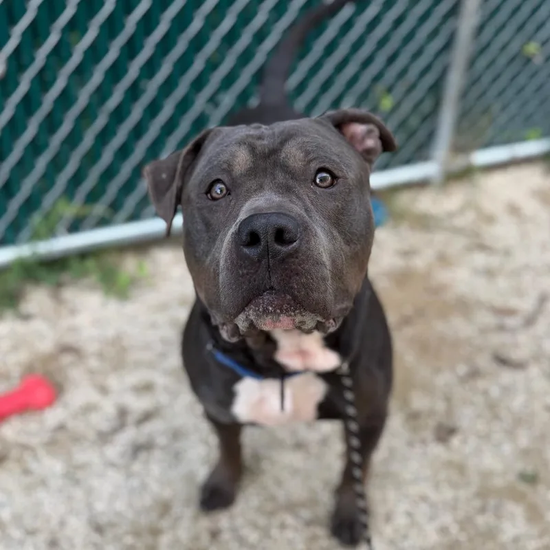 An adult large-sized male Gray / Blue / Silver American Bulldog dog named Bluey for adoption in Perkiomenville, PA