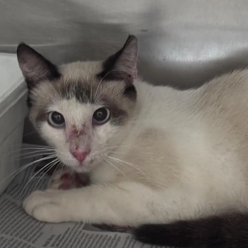 An adult medium-sized male Cream / Ivory Siamese cat named Jasper for adoption in Lufkin, TX