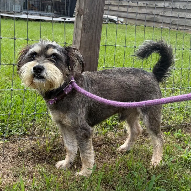 An adult small-sized male Brown / Chocolate Miniature Schnauzer dog named Reginald Rex for adoption in Houston, TX