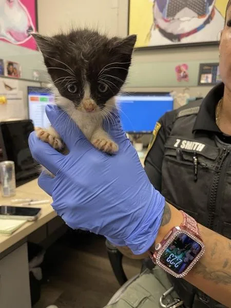 A baby medium-sized female American Shorthair cat named Lexi for adoption in Victorville, CA