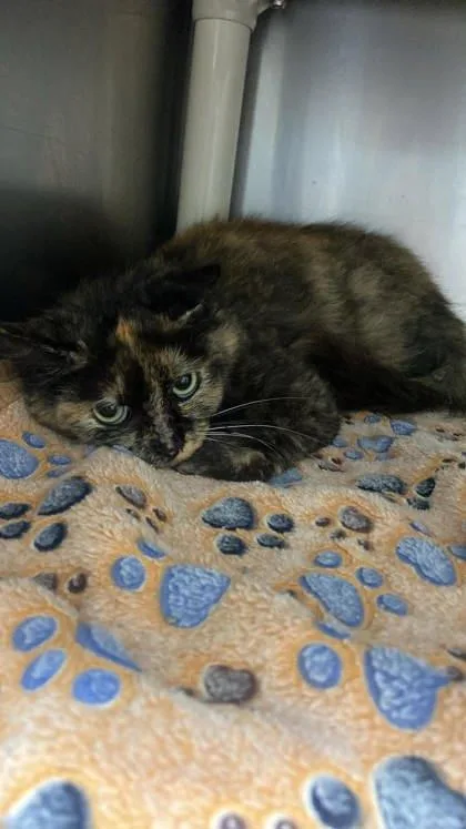 A young medium-sized female Domestic Short Hair cat named Tohru for adoption in Sullivan, IN
