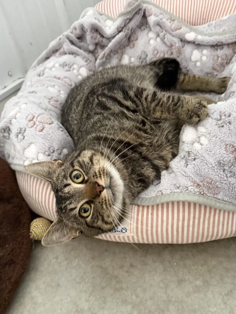 A young medium-sized male Domestic Short Hair cat named Marty for adoption in Hartford City, IN