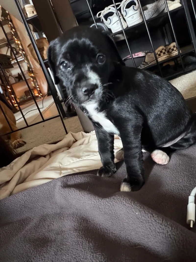 A baby medium-sized female American Bulldog dog named Nori for adoption in Holly Springs, NC