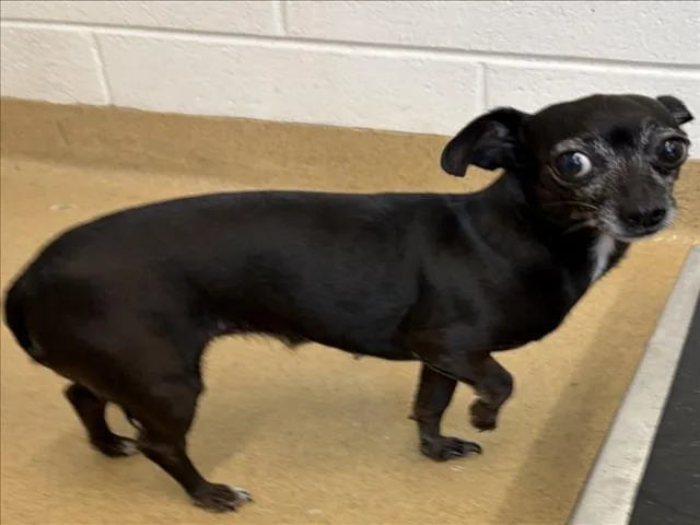 An adult small-sized female Chihuahua dog named Nola for adoption in Derwood, MD