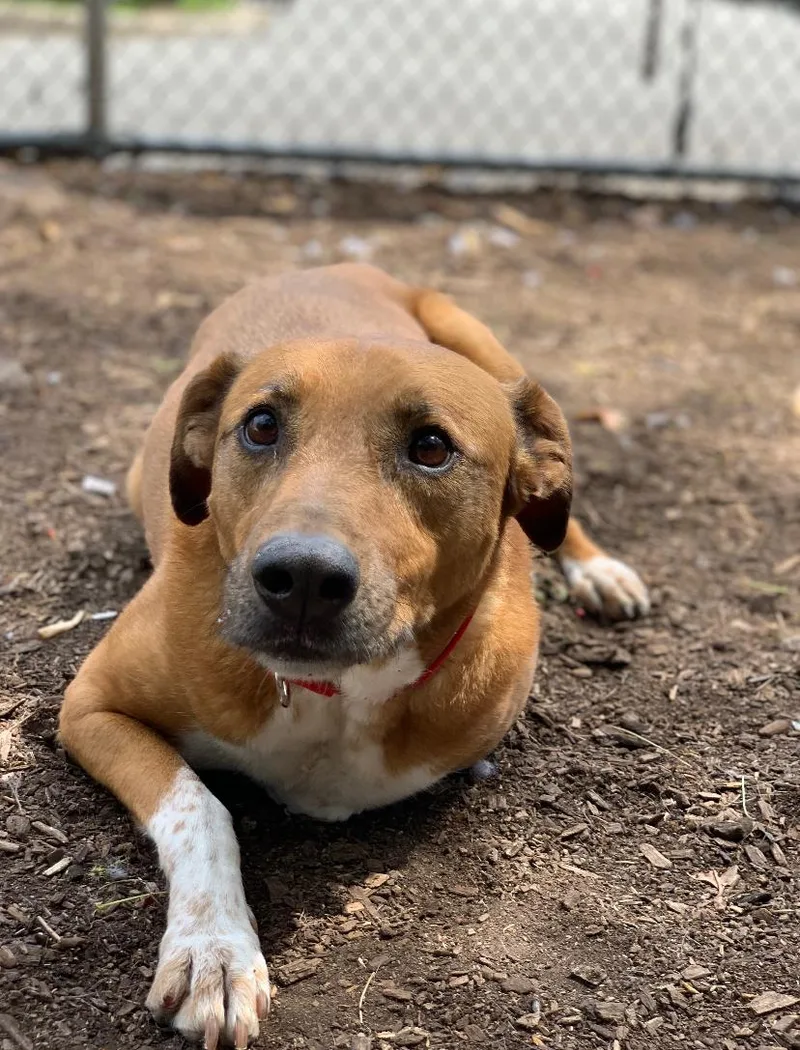 A senior medium-sized female Australian Cattle Dog / Blue Heeler dog named Myla for adoption in Teterboro, NJ