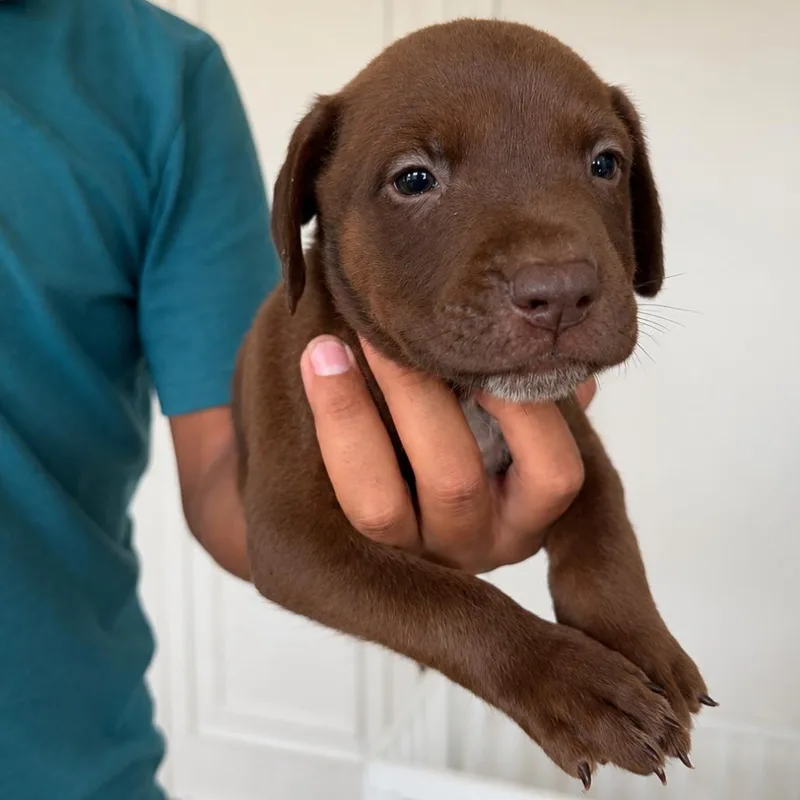 A baby small-sized male Brown / Chocolate American Staffordshire Terrier dog named Espresso for adoption in San Diego, CA
