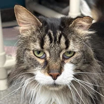 A senior medium-sized male Tabby (Brown / Chocolate) Domestic Long Hair cat named Jack Sparrow for adoption in Lansing, MI