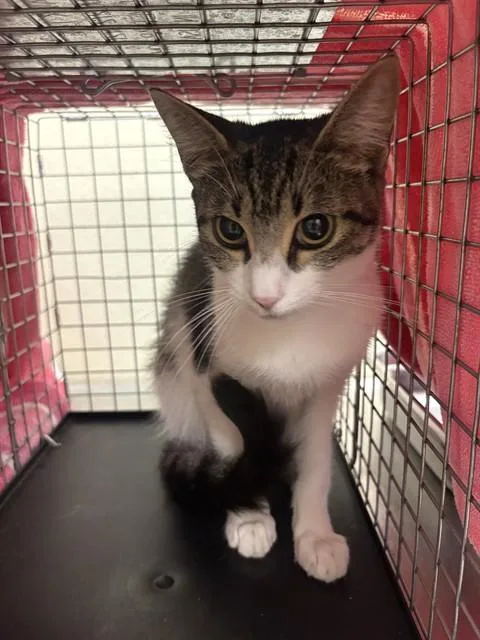 A young medium-sized female Domestic Short Hair cat named Sally for adoption in Fort Myers, FL
