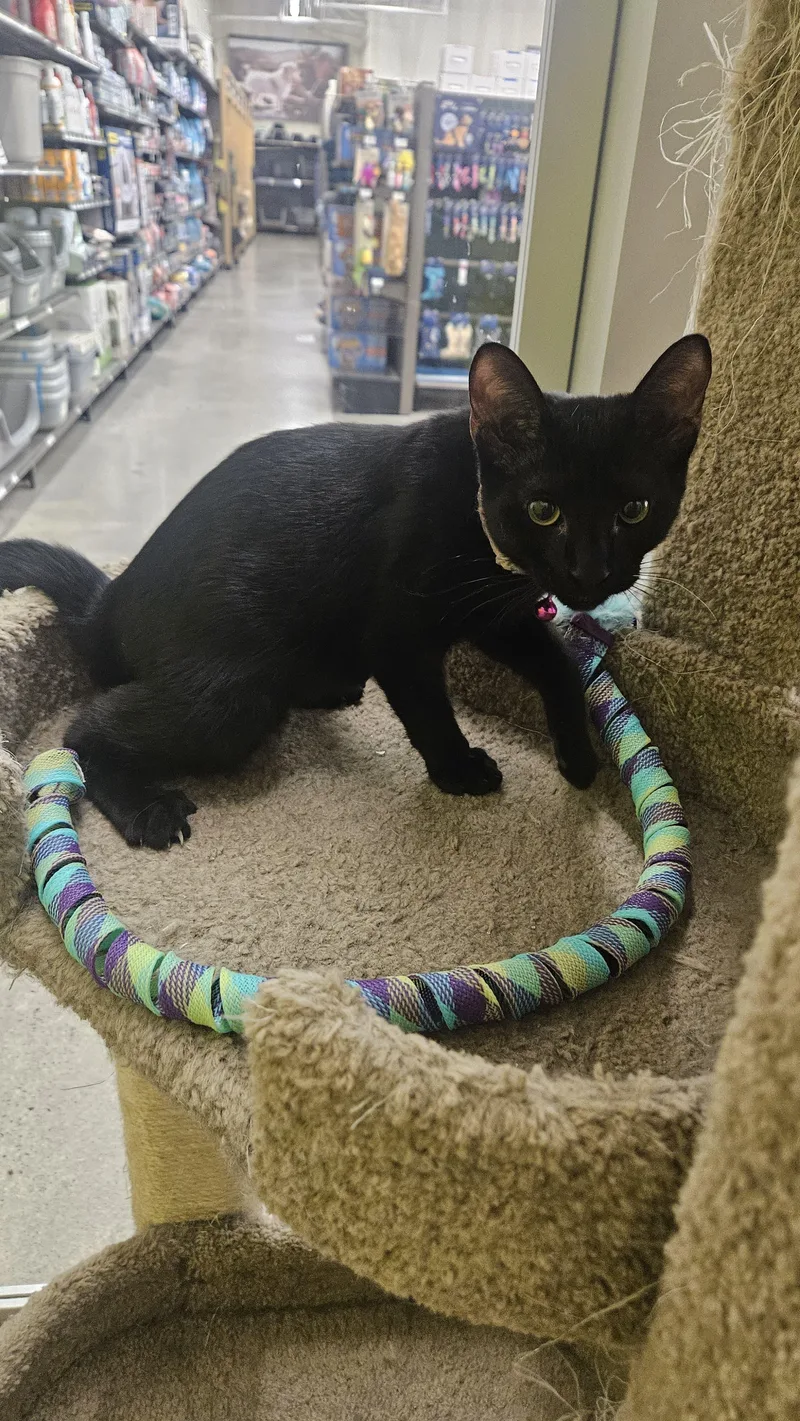A baby small-sized female Black Domestic Short Hair cat named Eva for adoption in Fountain Valley, CA