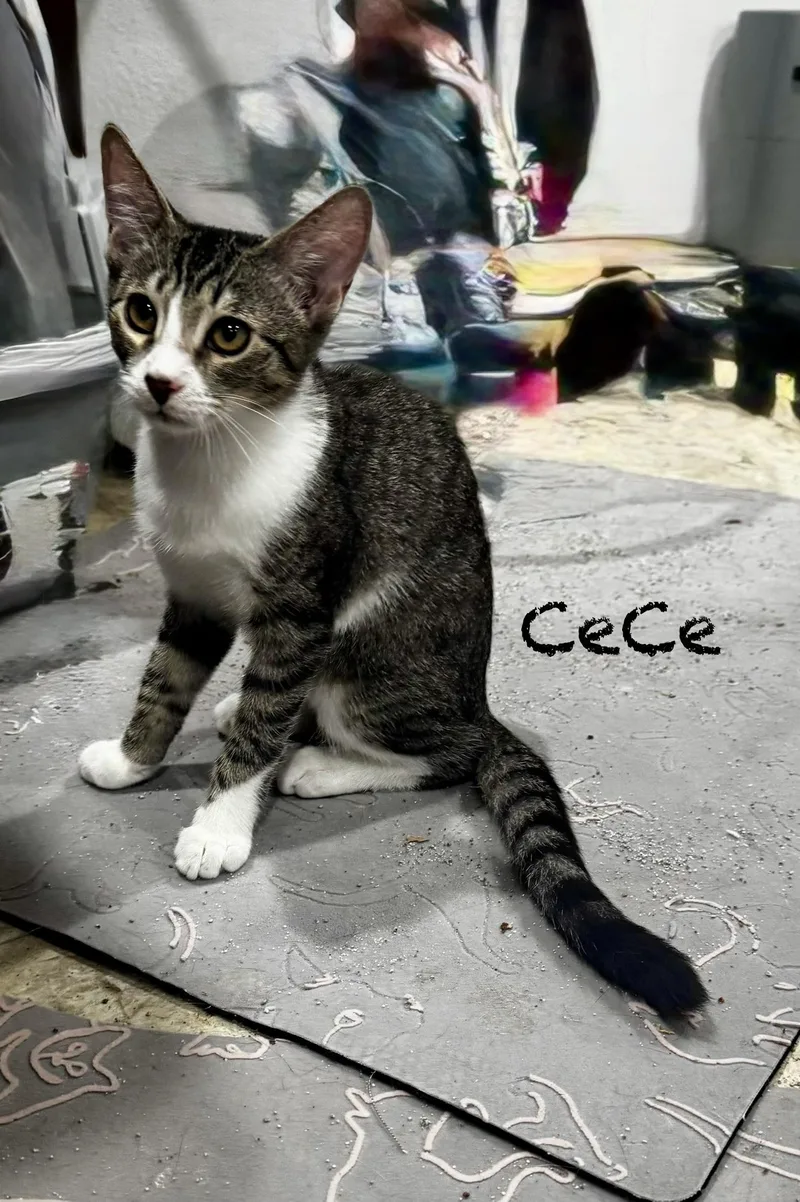 A baby medium-sized female Tabby (Brown / Chocolate) American Shorthair cat named CeCe for adoption in Mission Viejo, CA