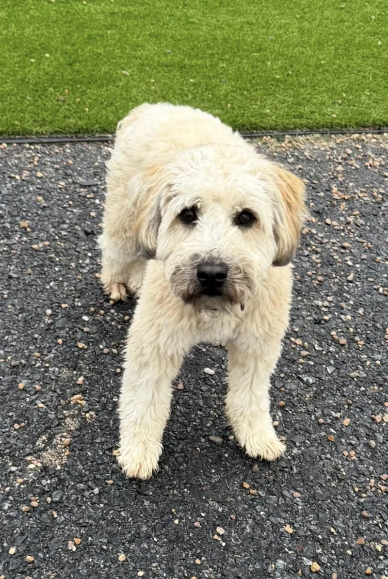 A young medium-sized male Wheaten Terrier dog named Mulligan for adoption in Kutztown, PA