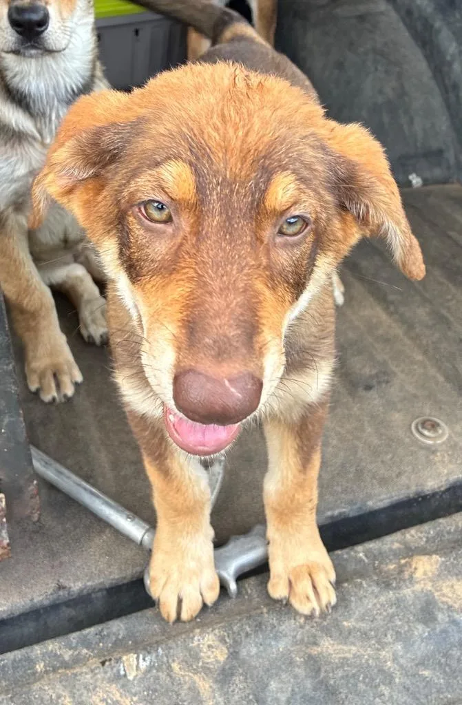 A baby small-sized female German Shepherd Dog dog named Mullet for adoption in Chickamauga , GA