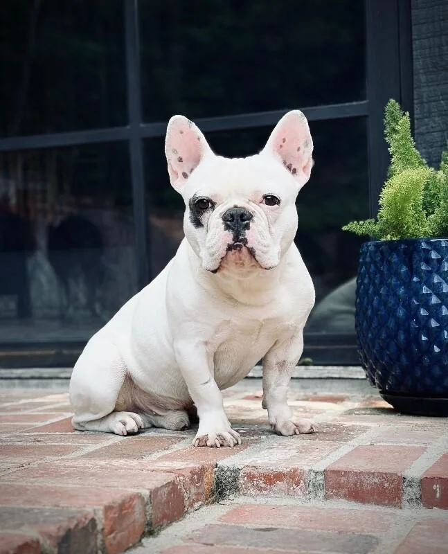 An adult medium-sized male White / Cream French Bulldog dog named Ozzy for adoption in Valley Village, CA