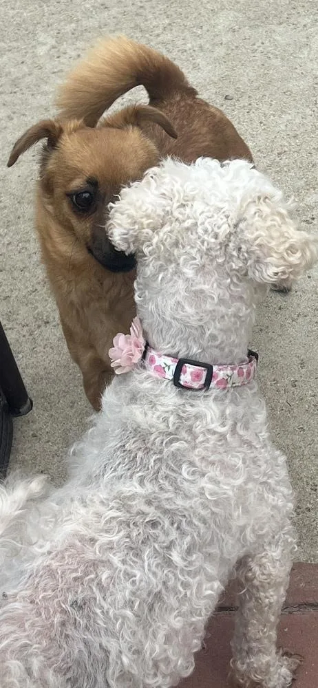 Pomegranate thumbnail 2