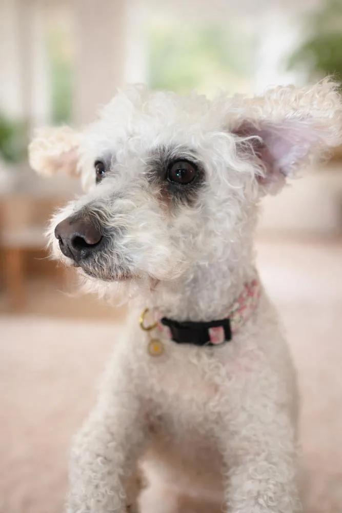 Pomegranate thumbnail 3