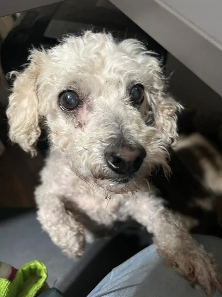 Pomegranate thumbnail 4