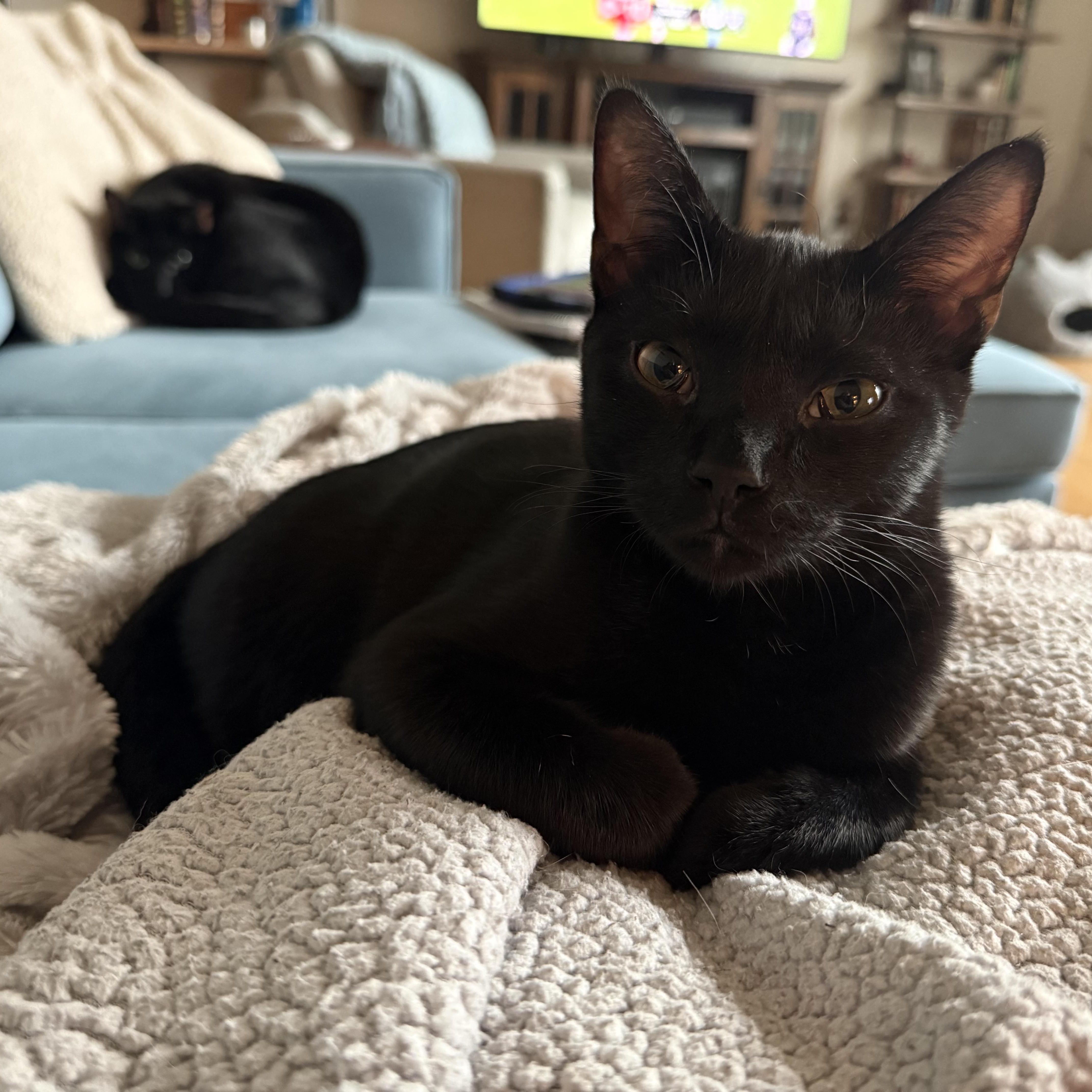 A baby medium-sized male American Shorthair cat named Skittles for adoption in Hickory, NC