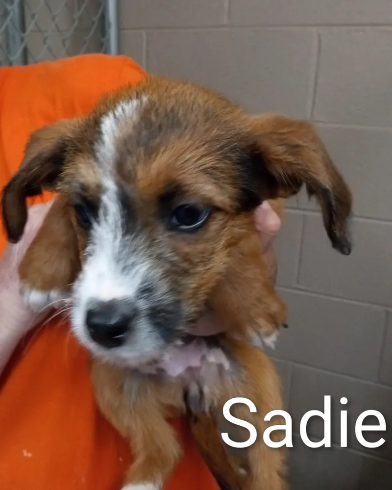 Sadie