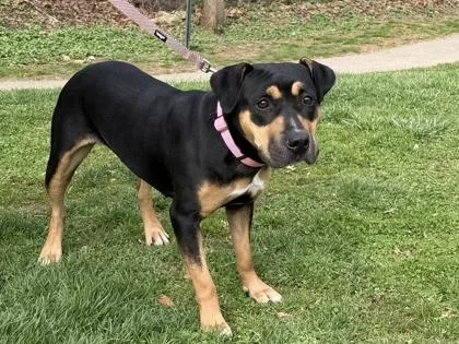An adult medium-sized female Mixed Breed dog named Florence for adoption in West Chester, PA