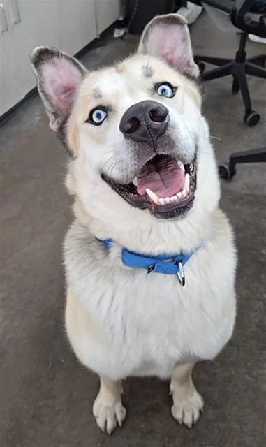 A young large-sized male Mixed Breed dog named Monte for adoption in Dallas, TX