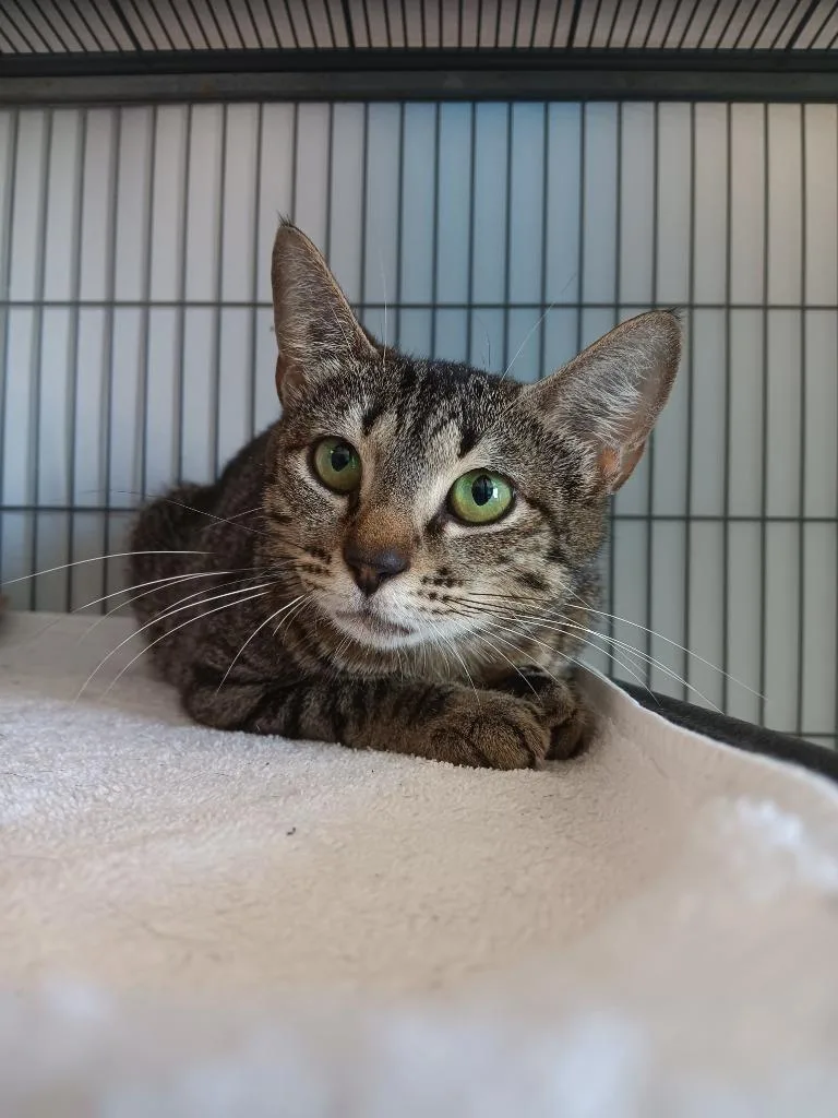 A young medium-sized female Domestic Short Hair cat named Bingham for adoption in New Braunfels, TX