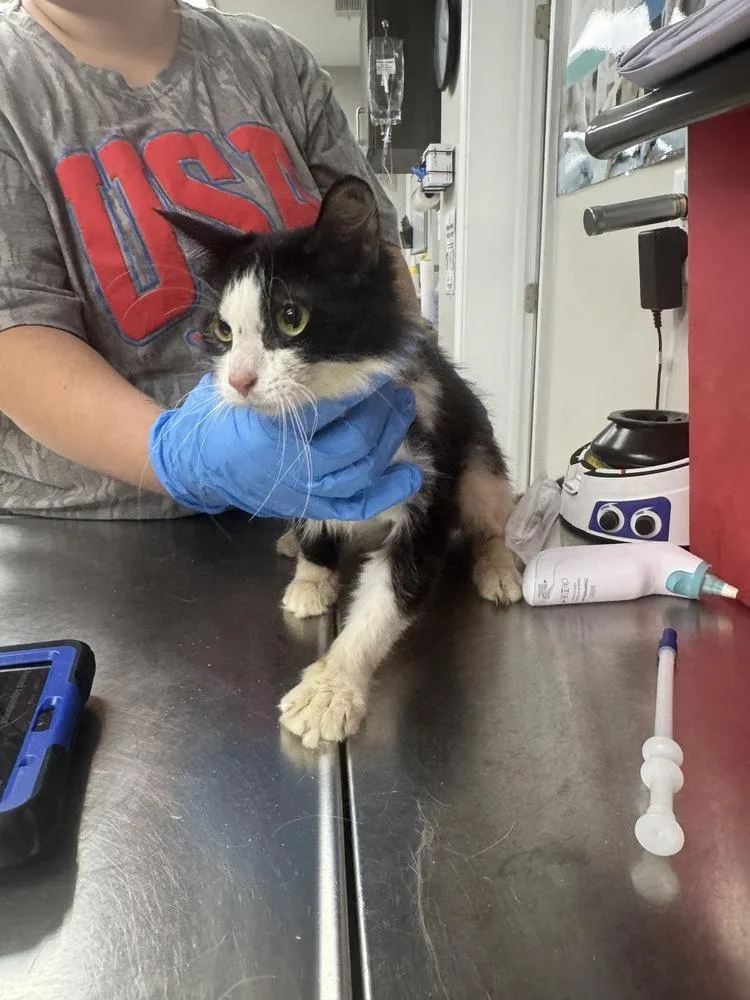 A young small-sized female Domestic Short Hair cat named Sylvie for adoption in Marietta, GA