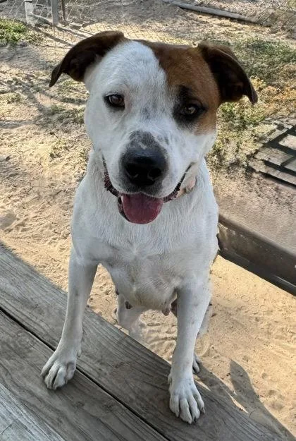 A young medium-sized female Tricolor (Brown, Black, & White) American Bulldog dog named Brittany for adoption in Inverness, FL