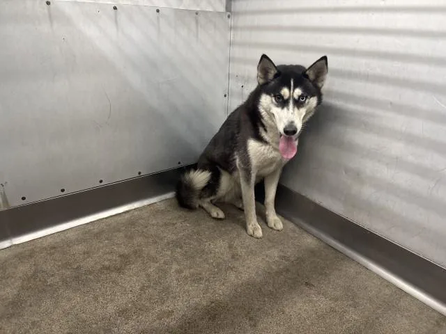 An adult medium-sized female Siberian Husky dog named Doreen for adoption in San Bernardino, CA