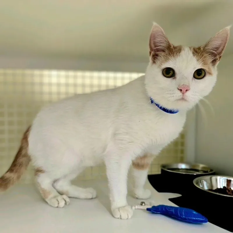 A young medium-sized male Orange / Red Domestic Short Hair cat named Shaggy for adoption in Hamburg, NY