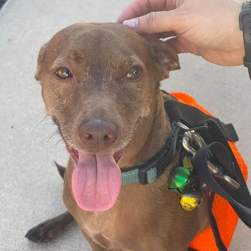 An adult small-sized male Dachshund dog named Rudy for adoption in Lutz, FL