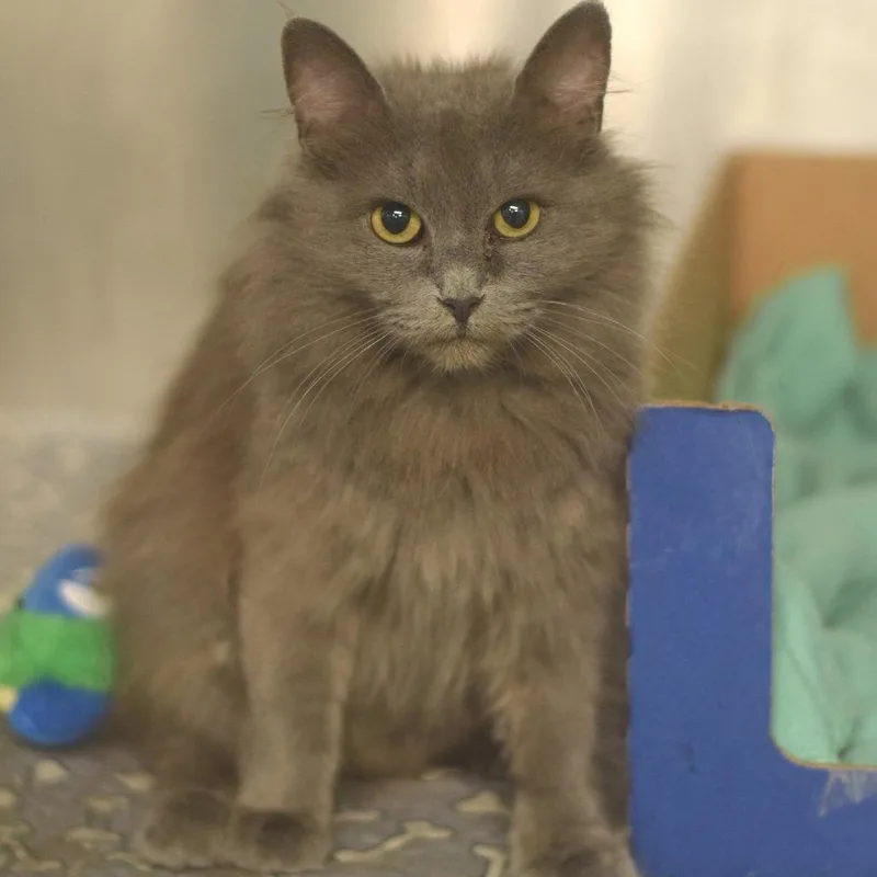An adult medium-sized female Gray / Blue / Silver Domestic Long Hair cat named Robin for adoption in Belleville, IL