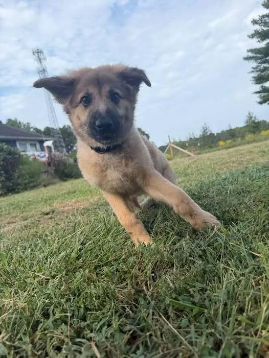 A baby small-sized female Mixed Breed dog named Killifish for adoption in Milton, DE
