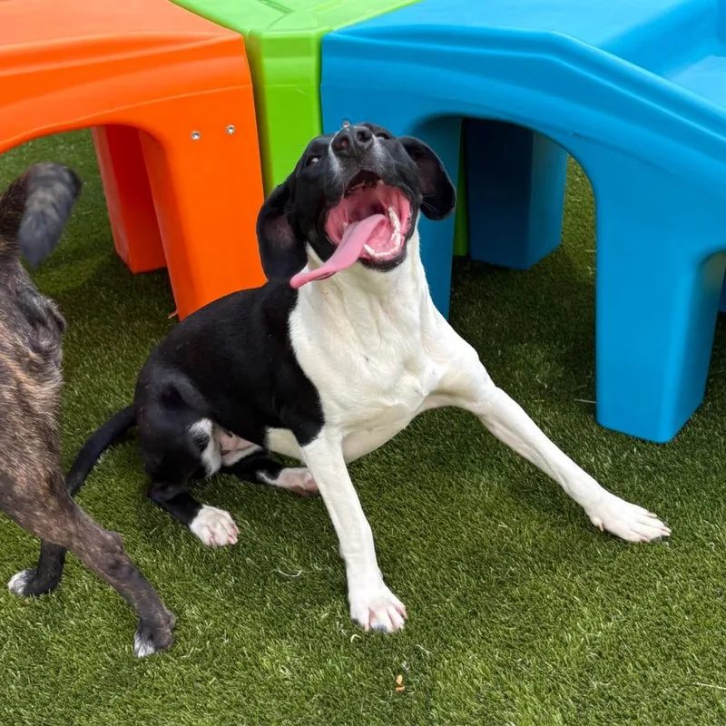 A young medium-sized female Black Hound dog named Billie Howlish for adoption in Morganton, NC