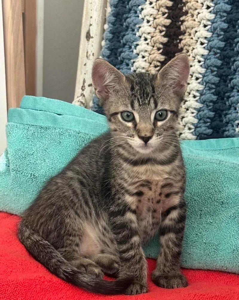 A baby medium-sized male Domestic Short Hair cat named Sebastienne for adoption in Glendale, AZ