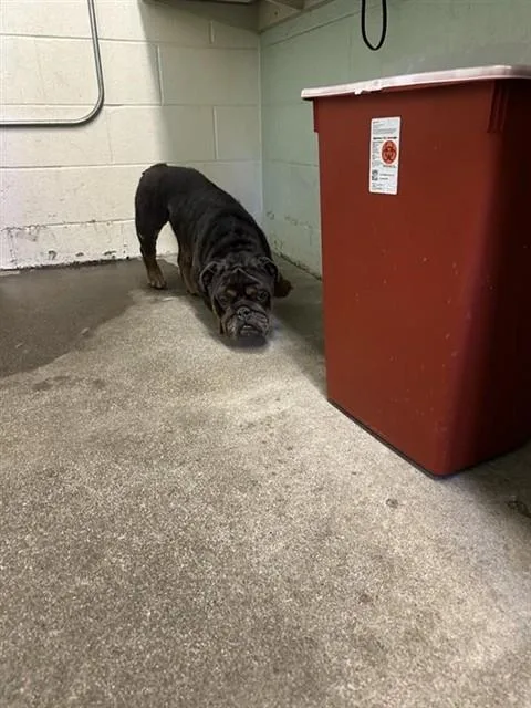 An adult small-sized male English Bulldog dog named A for adoption in Sacramento, CA