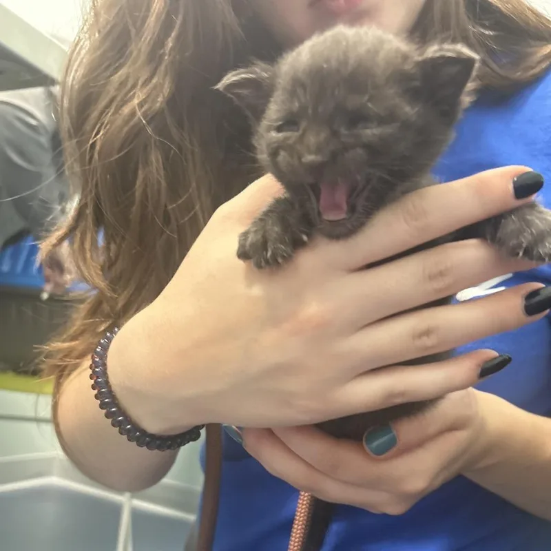 A baby small-sized female Black Domestic Short Hair cat named Pitfall for adoption in Greensboro, NC